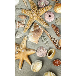 Zeeschelpen Tegeltje