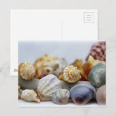 Zeeschelpen van het Seashore Briefkaart (Voorkant / Achterkant)