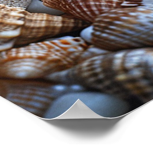 Zeeschelpen Zeesterren Parels Sinaasappel Zeepaard Poster (Hoek)