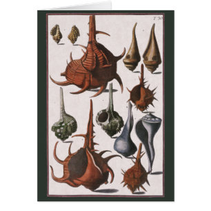 zeeschelpen, zeewier, zeewier, zeeschelpdieren