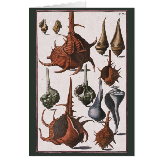 zeeschelpen, zeewier, zeewier, zeeschelpdieren (Voorkant)