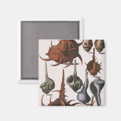 zeeschelpen, zeewier, zeewier, zeeschelpdieren magneet (Voorkant / Achterkant)