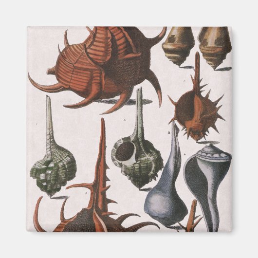 zeeschelpen, zeewier, zeewier, zeeschelpdieren magneet (Voorkant)