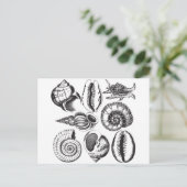  zeeschelpen zwart-wit briefkaart (Staand voorkant)