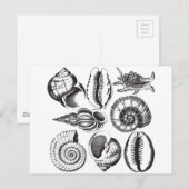  zeeschelpen zwart-wit briefkaart (Voorkant / Achterkant)