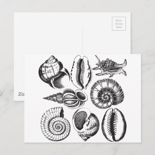  zeeschelpen zwart-wit briefkaart (Voorkant / Achterkant)