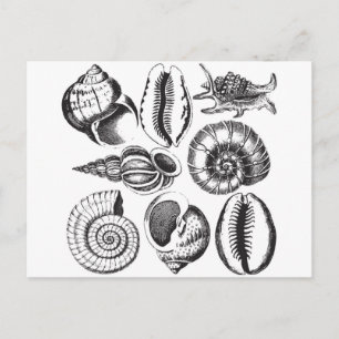 zeeschelpen zwart-wit briefkaart