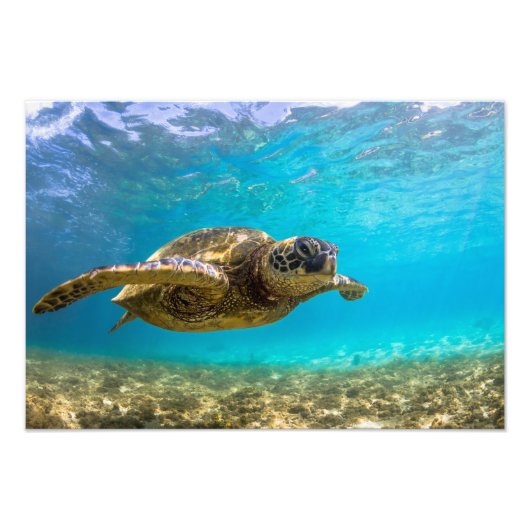 Zeeschildpad Foto Print Afdruk (Voorkant)