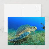 Zeeschildpad in de Oceaan Briefkaart (Voorkant / Achterkant)