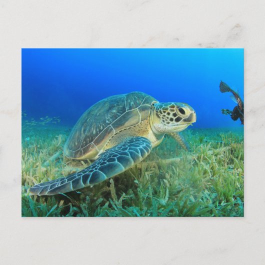 Zeeschildpad in de Oceaan Briefkaart (Voorkant)