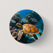 Zeeschildpad Koraalrif Onderwater