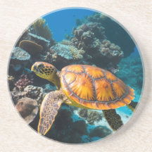 Zeeschildpad Koraalrif Onderwater