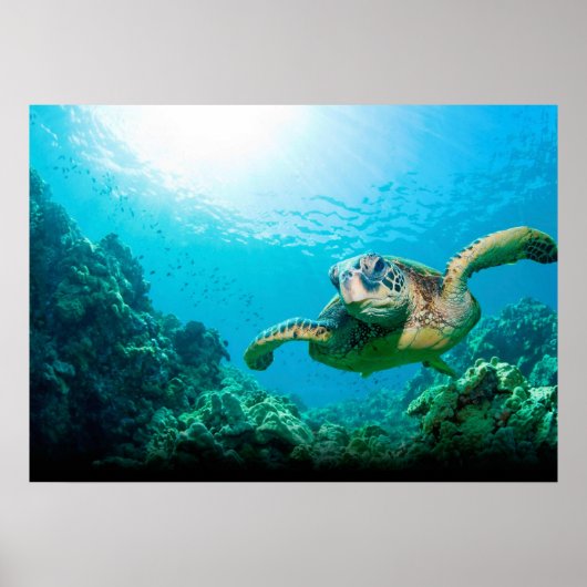 Zeeschildpad Poster (Voorkant)