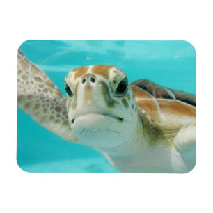 Zeeschildpad zwemt in turkooizen water magneet
