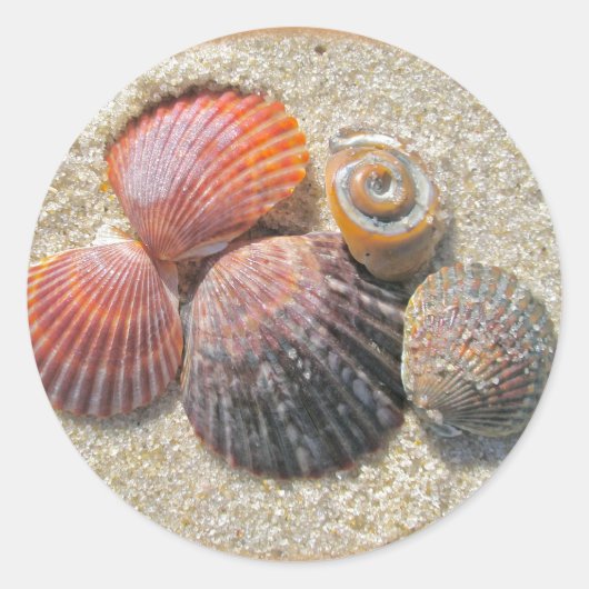 Zeeshells op de Coördinerende Punten van de Beach Ronde Sticker (Voorkant)