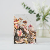 Zeeshells op de strand | Foto van Turks- en Caicos Briefkaart (Staand voorkant)