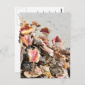 Zeeshells op de strand | Foto van Turks- en Caicos Briefkaart (Voorkant / Achterkant)