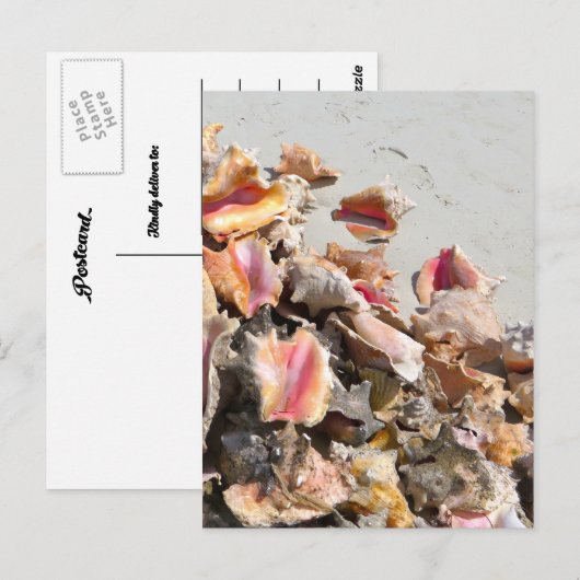 Zeeshells op de strand | Foto van Turks- en Caicos Briefkaart (Voorkant / Achterkant)