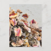 Zeeshells op de strand | Foto van Turks- en Caicos Briefkaart (Voorkant)