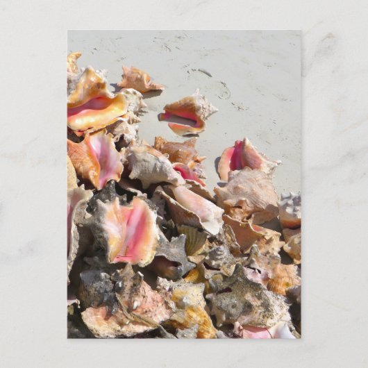 Zeeshells op de strand | Foto van Turks- en Caicos Briefkaart (Voorkant)