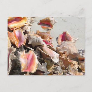 Zeeshells op de strand   Foto van Turks- en Caicos Briefkaart