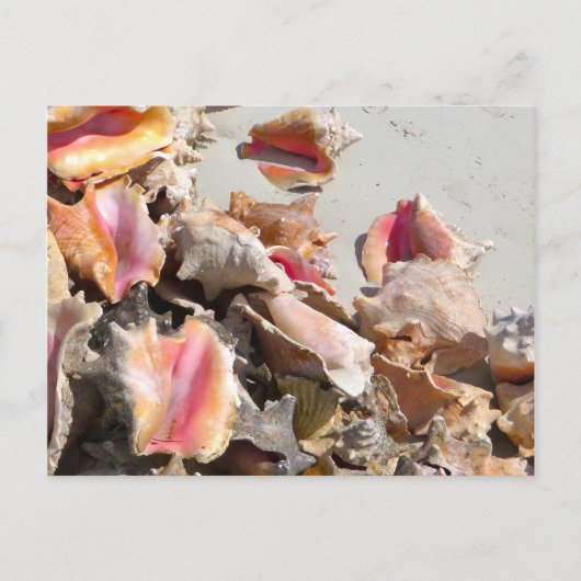 Zeeshells op de strand | Foto van Turks- en Caicos Briefkaart (Voorkant)