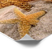 Zeeshells op een Poster met een witte zandstrand (Hoek)