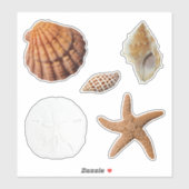 Zeeshells Sand Dollar Junonia Lions Paw Sticker (Vel)