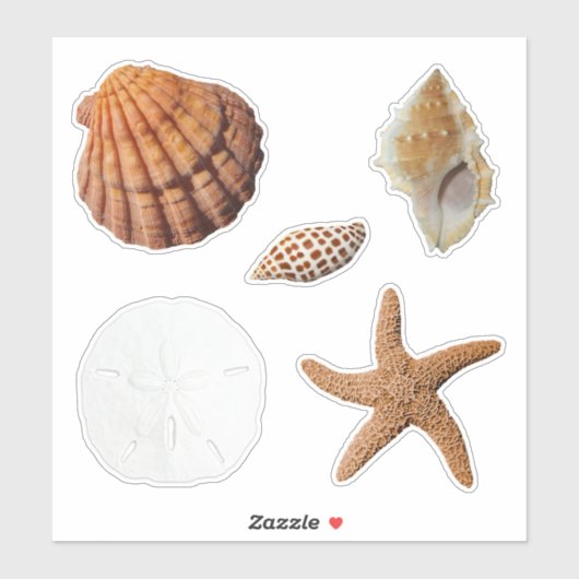 Zeeshells Sand Dollar Junonia Lions Paw Sticker (Vel)