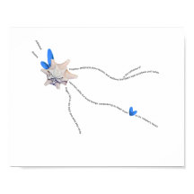 Zeesjell kuststroop pianogeem