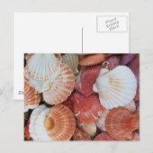 Zeeslagers kleurige schelp briefkaart (Voorkant / Achterkant)