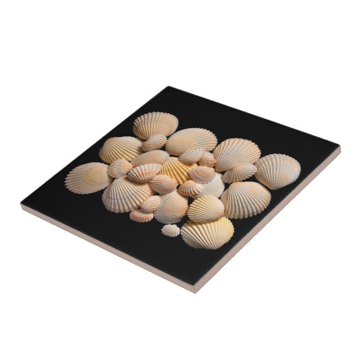 Zeeslagschelp Tegeltje (Zijkant)