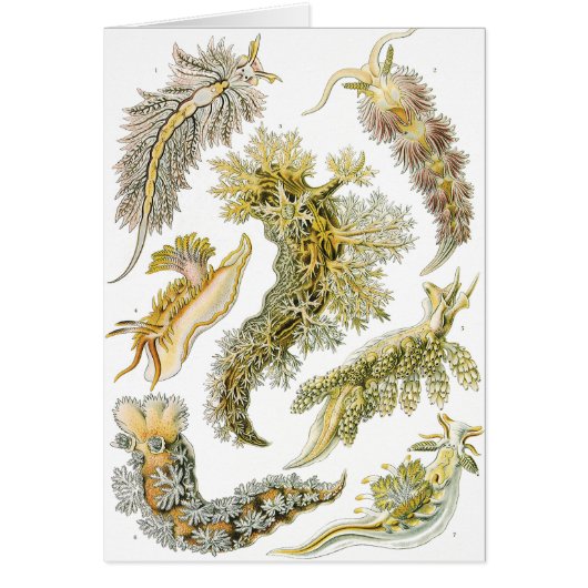 Zeeslakken door Ernst Haeckel, Oude Nudibranchia (Voorkant)