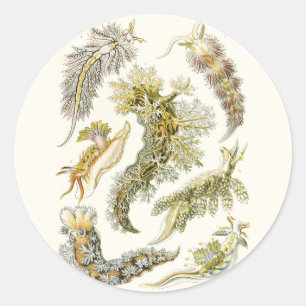 Zeeslakken, Slakken door Ernst Haeckel, Antieke Di Ronde Sticker