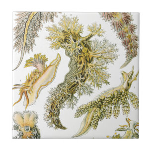 Zeeslakken, Slakken door Ernst Haeckel, Vintage Di Tegeltje