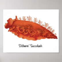 Zeeslakposter Glibberende Succotash