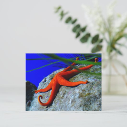 zeester-452926-HARDE RODE STARFISH FOTOGRAFIE Briefkaart (Staand voorkant)