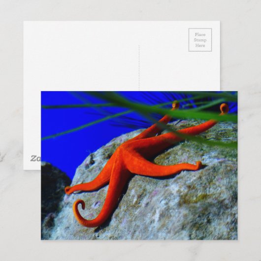 zeester-452926-HARDE RODE STARFISH FOTOGRAFIE Briefkaart (Voorkant / Achterkant)