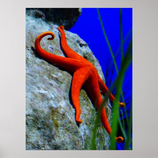 zeester-452926-HARDE RODE STARFISH FOTOGRAFIE Poster (Voorkant)
