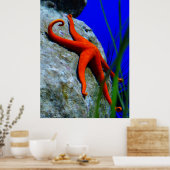 zeester-452926-HARDE RODE STARFISH FOTOGRAFIE Poster (Keuken)