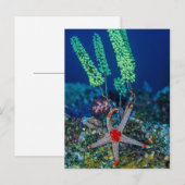 Zeester en manteldier briefkaart (Voorkant / Achterkant)