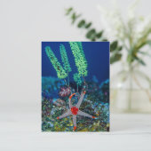Zeester en manteldier briefkaart (Staand voorkant)