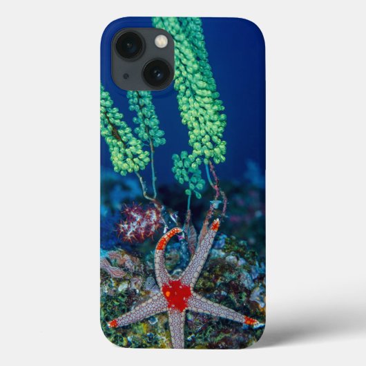 Zeester en zakpijp Case-Mate iPhone case (Achterkant)
