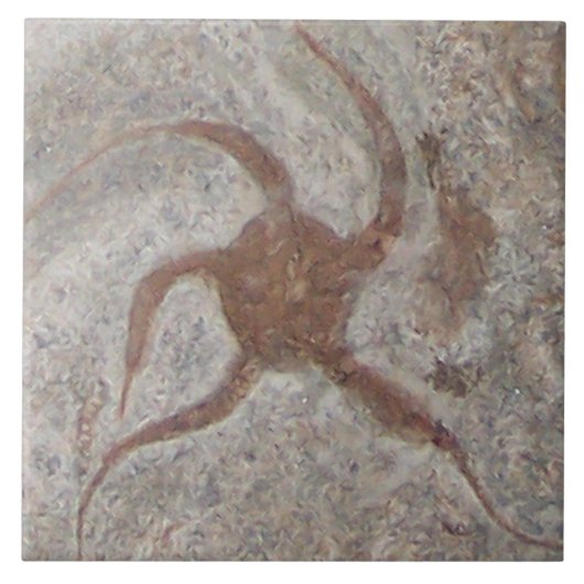 Zeester Fossil Tegel Trivet Tegeltje (Voorkant)