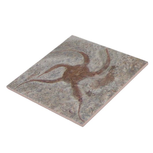 Zeester Fossil Tegel Trivet Tegeltje (Zijkant)