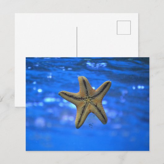 Zeester in het Zee Briefkaart (Voorkant / Achterkant)