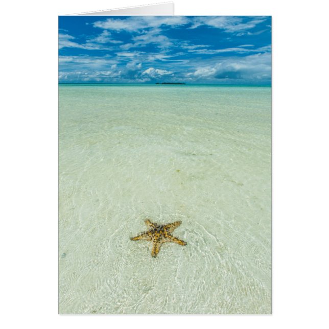 Zeester in ondiep water, Palau (Voorkant)