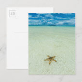 Zeester in ondiep water, Palau Briefkaart (Voorkant / Achterkant)