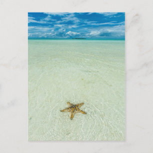Zeester in ondiep water, Palau Briefkaart
