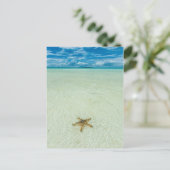 Zeester in ondiep water, Palau Briefkaart (Staand voorkant)